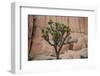 Joshua trees and rocks on a landscape, Joshua Tree National Park, California, USA-null-Framed Photographic Print