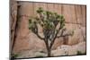 Joshua trees and rocks on a landscape, Joshua Tree National Park, California, USA-null-Mounted Photographic Print