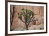 Joshua trees and rocks on a landscape, Joshua Tree National Park, California, USA-null-Framed Photographic Print