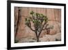 Joshua trees and rocks on a landscape, Joshua Tree National Park, California, USA-null-Framed Photographic Print