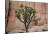 Joshua trees and rocks on a landscape, Joshua Tree National Park, California, USA-null-Mounted Photographic Print