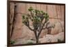 Joshua trees and rocks on a landscape, Joshua Tree National Park, California, USA-null-Framed Photographic Print