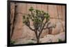 Joshua trees and rocks on a landscape, Joshua Tree National Park, California, USA-null-Framed Photographic Print