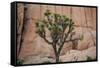 Joshua trees and rocks on a landscape, Joshua Tree National Park, California, USA-null-Framed Stretched Canvas