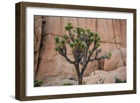 Joshua trees and rocks on a landscape, Joshua Tree National Park, California, USA-null-Framed Photographic Print