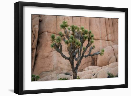 Joshua trees and rocks on a landscape, Joshua Tree National Park, California, USA-null-Framed Photographic Print