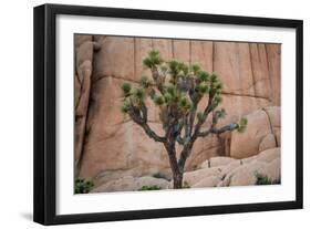 Joshua trees and rocks on a landscape, Joshua Tree National Park, California, USA-null-Framed Photographic Print