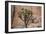 Joshua trees and rocks on a landscape, Joshua Tree National Park, California, USA-null-Framed Photographic Print