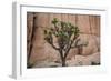 Joshua trees and rocks on a landscape, Joshua Tree National Park, California, USA-null-Framed Photographic Print