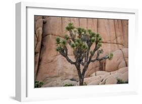 Joshua trees and rocks on a landscape, Joshua Tree National Park, California, USA-null-Framed Photographic Print