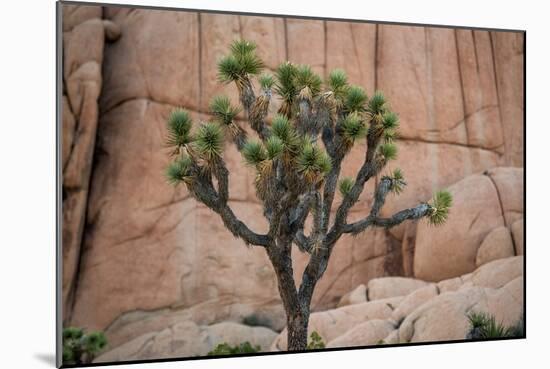 Joshua trees and rocks on a landscape, Joshua Tree National Park, California, USA-null-Mounted Photographic Print