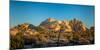 Joshua trees and rocks on a landscape, Joshua Tree National Park, California, USA-null-Mounted Photographic Print