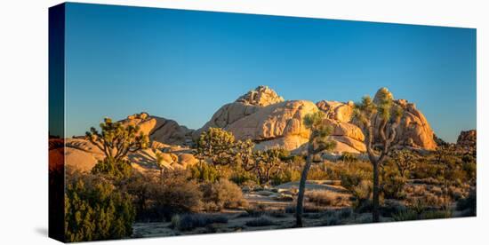 Joshua trees and rocks on a landscape, Joshua Tree National Park, California, USA-null-Stretched Canvas