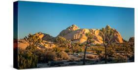 Joshua trees and rocks on a landscape, Joshua Tree National Park, California, USA-null-Stretched Canvas