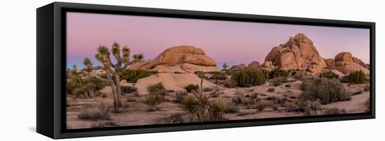 Joshua trees and rocks on a landscape, Joshua Tree National Park, California, USA-null-Framed Stretched Canvas