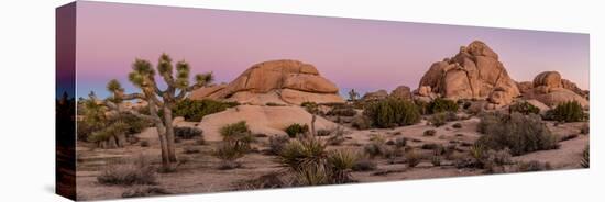 Joshua trees and rocks on a landscape, Joshua Tree National Park, California, USA-null-Stretched Canvas