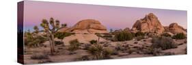 Joshua trees and rocks on a landscape, Joshua Tree National Park, California, USA-null-Stretched Canvas