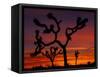 Joshua Trees at Sunrise, Mojave Desert, Joshua Tree National Monument, California, USA-Art Wolfe-Framed Stretched Canvas