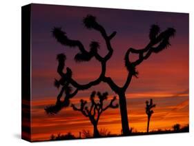 Joshua Trees at Sunrise, Mojave Desert, Joshua Tree National Monument, California, USA-Art Wolfe-Stretched Canvas