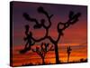Joshua Trees at Sunrise, Mojave Desert, Joshua Tree National Monument, California, USA-Art Wolfe-Stretched Canvas