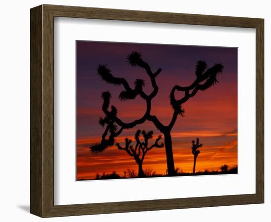 Joshua Trees at Sunrise, Mojave Desert, Joshua Tree National Monument, California, USA-Art Wolfe-Framed Photographic Print