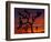 Joshua Trees at Sunrise, Mojave Desert, Joshua Tree National Monument, California, USA-Art Wolfe-Framed Photographic Print