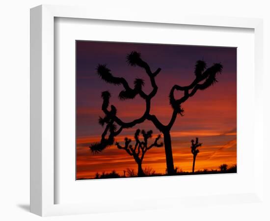 Joshua Trees at Sunrise, Mojave Desert, Joshua Tree National Monument, California, USA-Art Wolfe-Framed Photographic Print