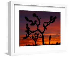 Joshua Trees at Sunrise, Mojave Desert, Joshua Tree National Monument, California, USA-Art Wolfe-Framed Photographic Print