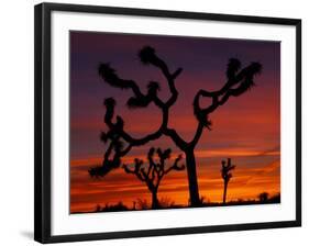 Joshua Trees at Sunrise, Mojave Desert, Joshua Tree National Monument, California, USA-Art Wolfe-Framed Photographic Print