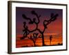 Joshua Trees at Sunrise, Mojave Desert, Joshua Tree National Monument, California, USA-Art Wolfe-Framed Photographic Print