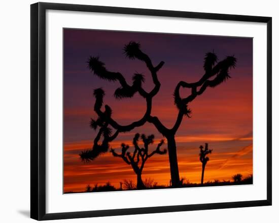 Joshua Trees at Sunrise, Mojave Desert, Joshua Tree National Monument, California, USA-Art Wolfe-Framed Photographic Print