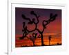 Joshua Trees at Sunrise, Mojave Desert, Joshua Tree National Monument, California, USA-Art Wolfe-Framed Photographic Print