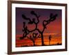 Joshua Trees at Sunrise, Mojave Desert, Joshua Tree National Monument, California, USA-Art Wolfe-Framed Photographic Print