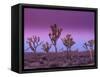 Joshua Trees at Sunrise, Mojave Desert, Joshua Tree National Monument, California, USA-Art Wolfe-Framed Stretched Canvas