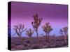 Joshua Trees at Sunrise, Mojave Desert, Joshua Tree National Monument, California, USA-Art Wolfe-Stretched Canvas