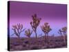 Joshua Trees at Sunrise, Mojave Desert, Joshua Tree National Monument, California, USA-Art Wolfe-Stretched Canvas