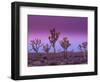 Joshua Trees at Sunrise, Mojave Desert, Joshua Tree National Monument, California, USA-Art Wolfe-Framed Photographic Print
