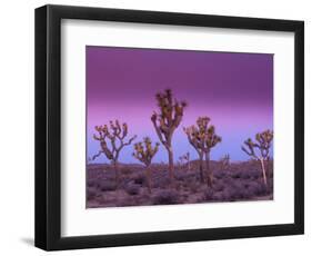 Joshua Trees at Sunrise, Mojave Desert, Joshua Tree National Monument, California, USA-Art Wolfe-Framed Photographic Print