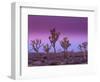 Joshua Trees at Sunrise, Mojave Desert, Joshua Tree National Monument, California, USA-Art Wolfe-Framed Photographic Print