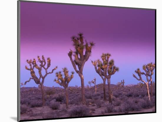 Joshua Trees at Sunrise, Mojave Desert, Joshua Tree National Monument, California, USA-Art Wolfe-Mounted Photographic Print