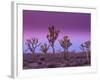 Joshua Trees at Sunrise, Mojave Desert, Joshua Tree National Monument, California, USA-Art Wolfe-Framed Photographic Print