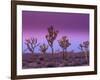 Joshua Trees at Sunrise, Mojave Desert, Joshua Tree National Monument, California, USA-Art Wolfe-Framed Photographic Print