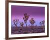 Joshua Trees at Sunrise, Mojave Desert, Joshua Tree National Monument, California, USA-Art Wolfe-Framed Photographic Print