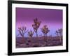 Joshua Trees at Sunrise, Mojave Desert, Joshua Tree National Monument, California, USA-Art Wolfe-Framed Photographic Print