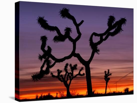 Joshua Trees at Sunrise, Mojave Desert, Joshua Tree National Monument, California, USA-Art Wolfe-Stretched Canvas