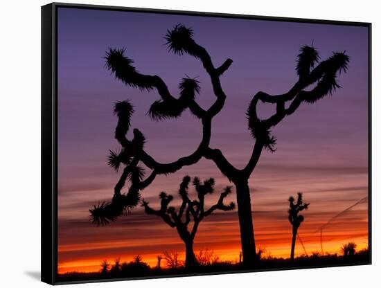 Joshua Trees at Sunrise, Mojave Desert, Joshua Tree National Monument, California, USA-Art Wolfe-Framed Stretched Canvas