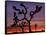 Joshua Trees at Sunrise, Mojave Desert, Joshua Tree National Monument, California, USA-Art Wolfe-Framed Stretched Canvas