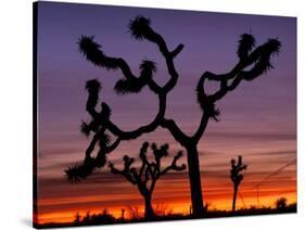 Joshua Trees at Sunrise, Mojave Desert, Joshua Tree National Monument, California, USA-Art Wolfe-Stretched Canvas