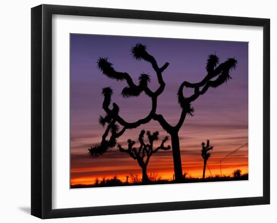 Joshua Trees at Sunrise, Mojave Desert, Joshua Tree National Monument, California, USA-Art Wolfe-Framed Premium Photographic Print