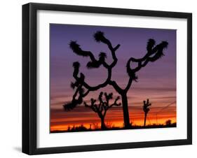 Joshua Trees at Sunrise, Mojave Desert, Joshua Tree National Monument, California, USA-Art Wolfe-Framed Premium Photographic Print